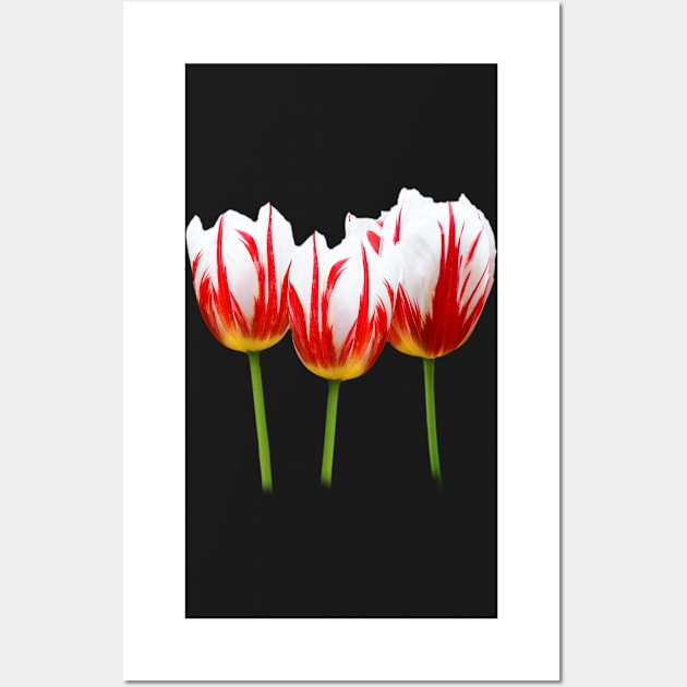 Maple Leaf Tulips on Black Wall Art by walkswithnature